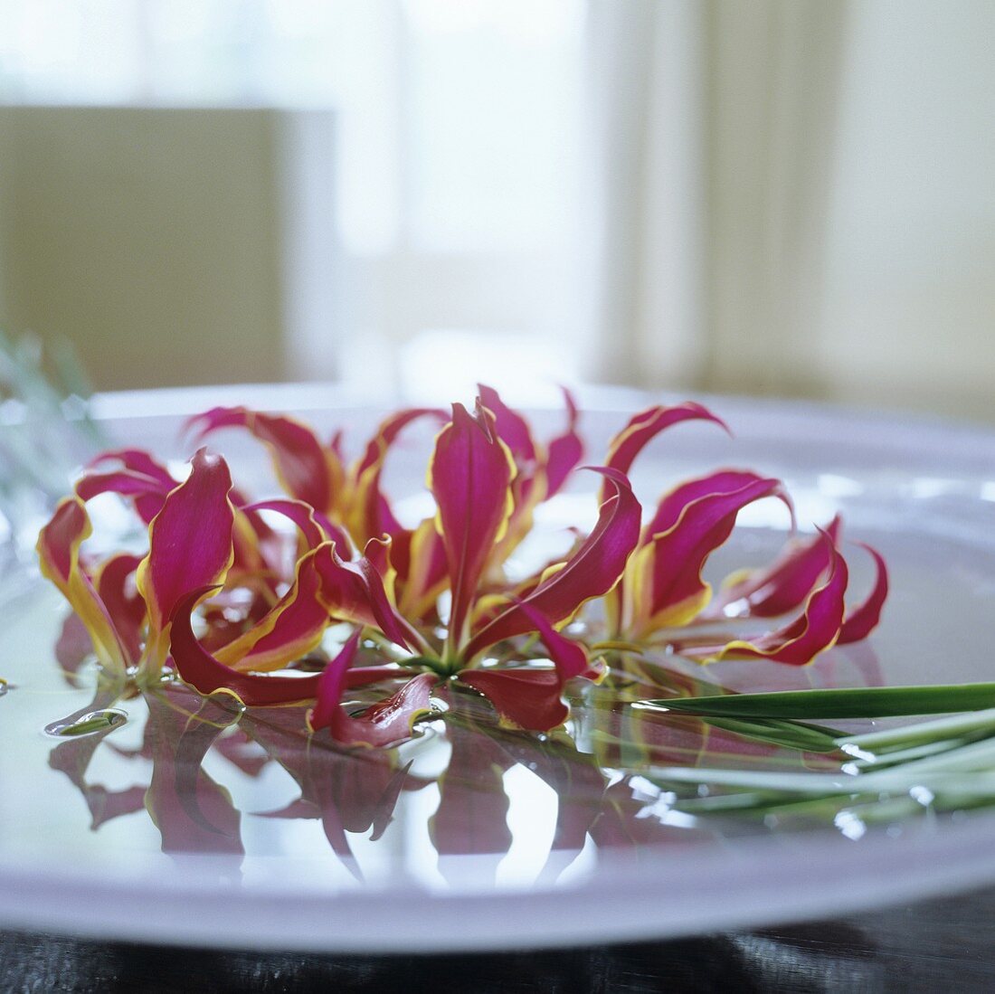 Gloriosa flowers on a white dish