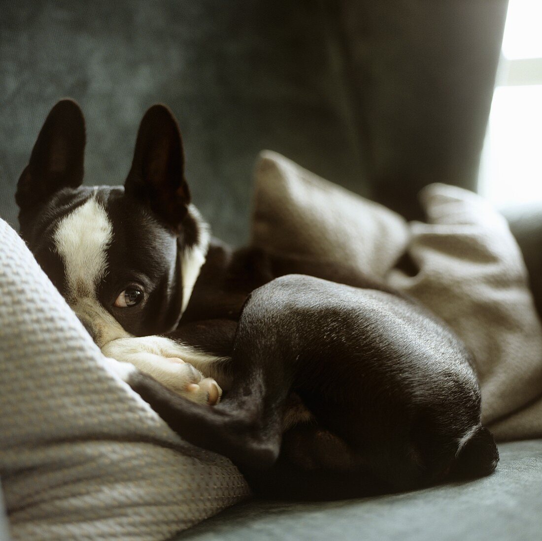 Hund in Kissen gekuschelt