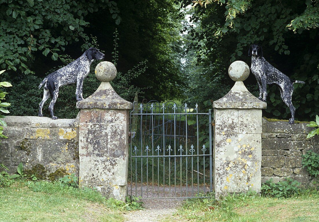 Hunde posieren auf verwitterter Steinmauer mit Gartentür