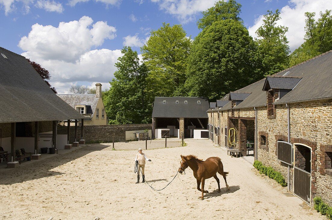 A horse being trained at a riding stables