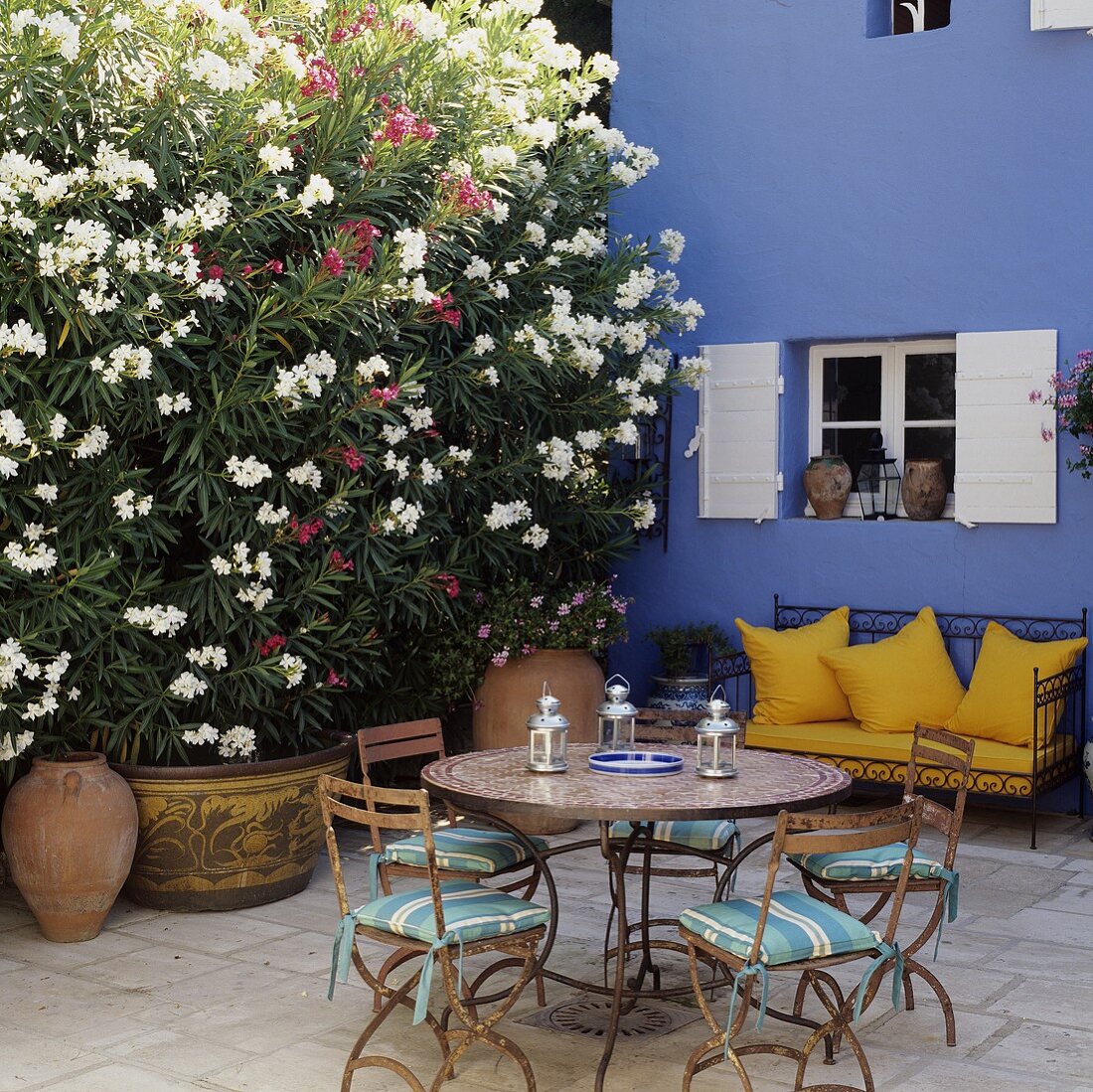 A blooming oleander next to a metal bench with and yellow cushions against a blue house wall