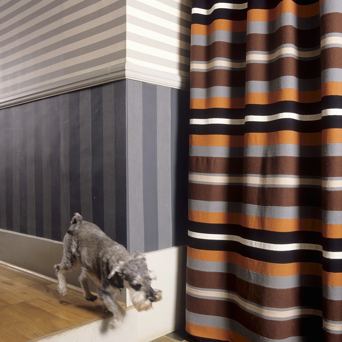 A dog running through a hallway with a striped wall and a striped curtain