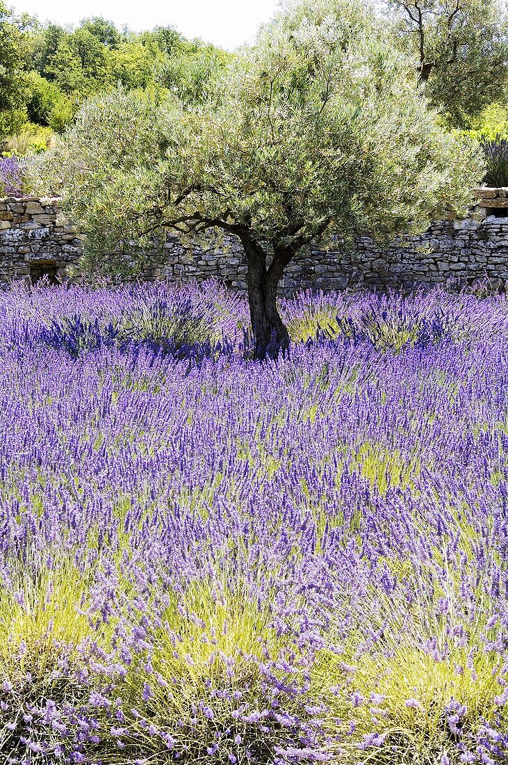 Olivenbaum im Meer vom blühenden Lavendel