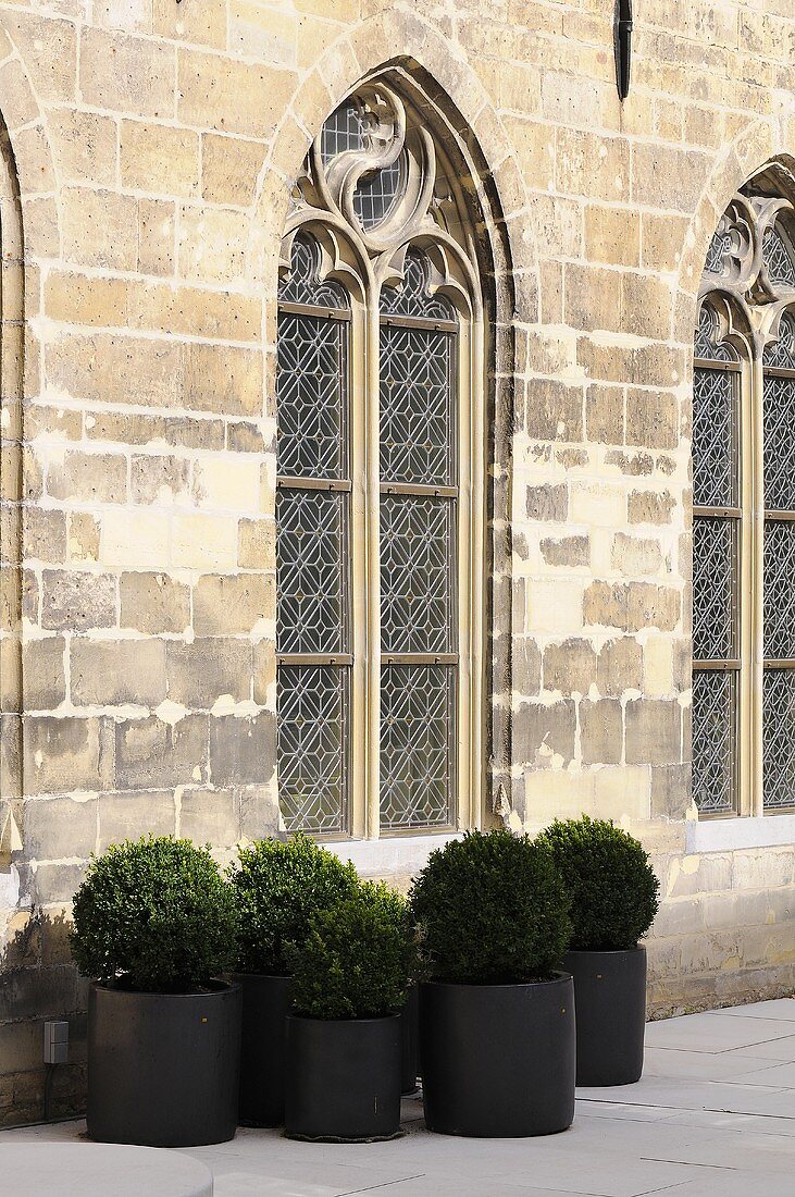 Gotische Kirchenfenster in Steinfassade davor Buchsbäume in Töpfen