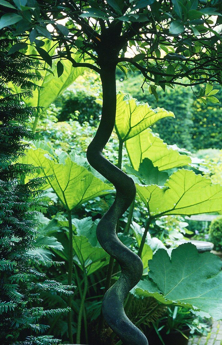 A spiral-shaped tree trunk with a small crown and shrubs growing around it