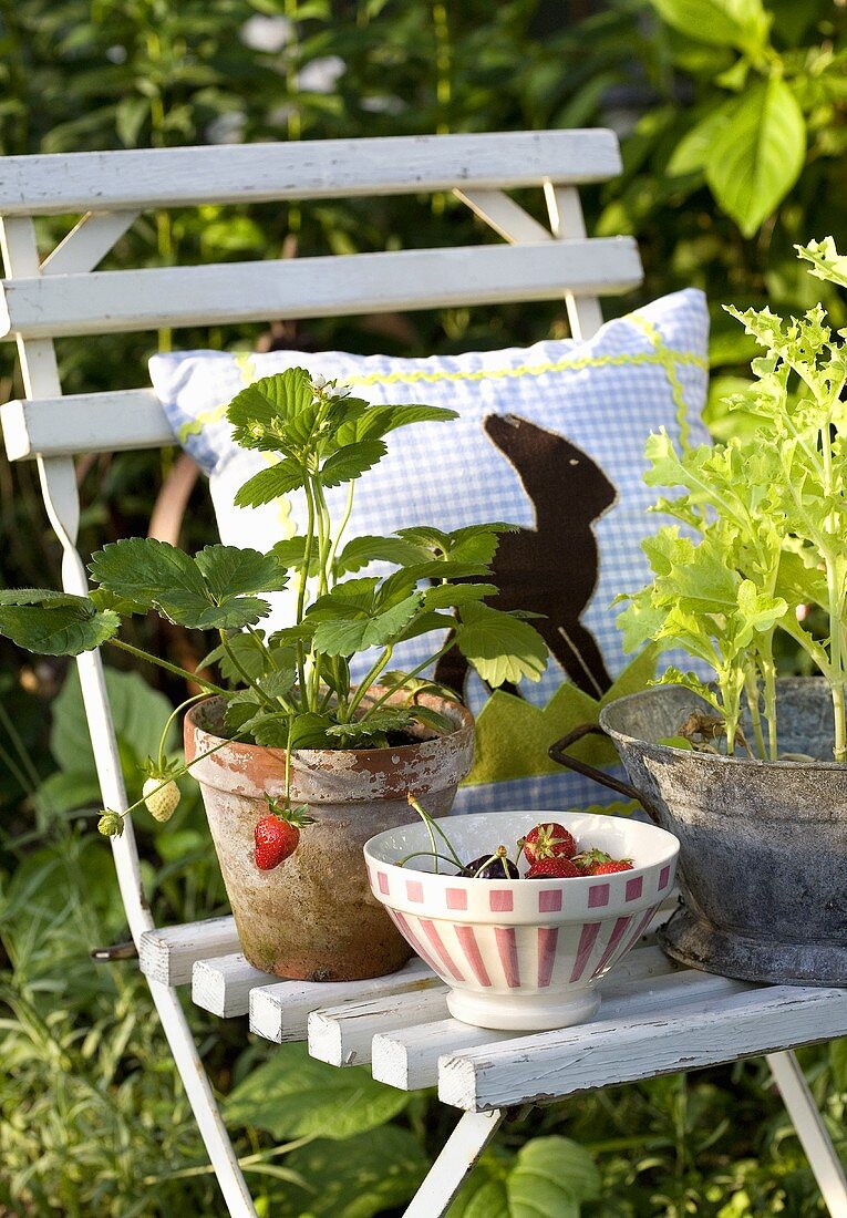 Strawberry plants on a white lawn chair