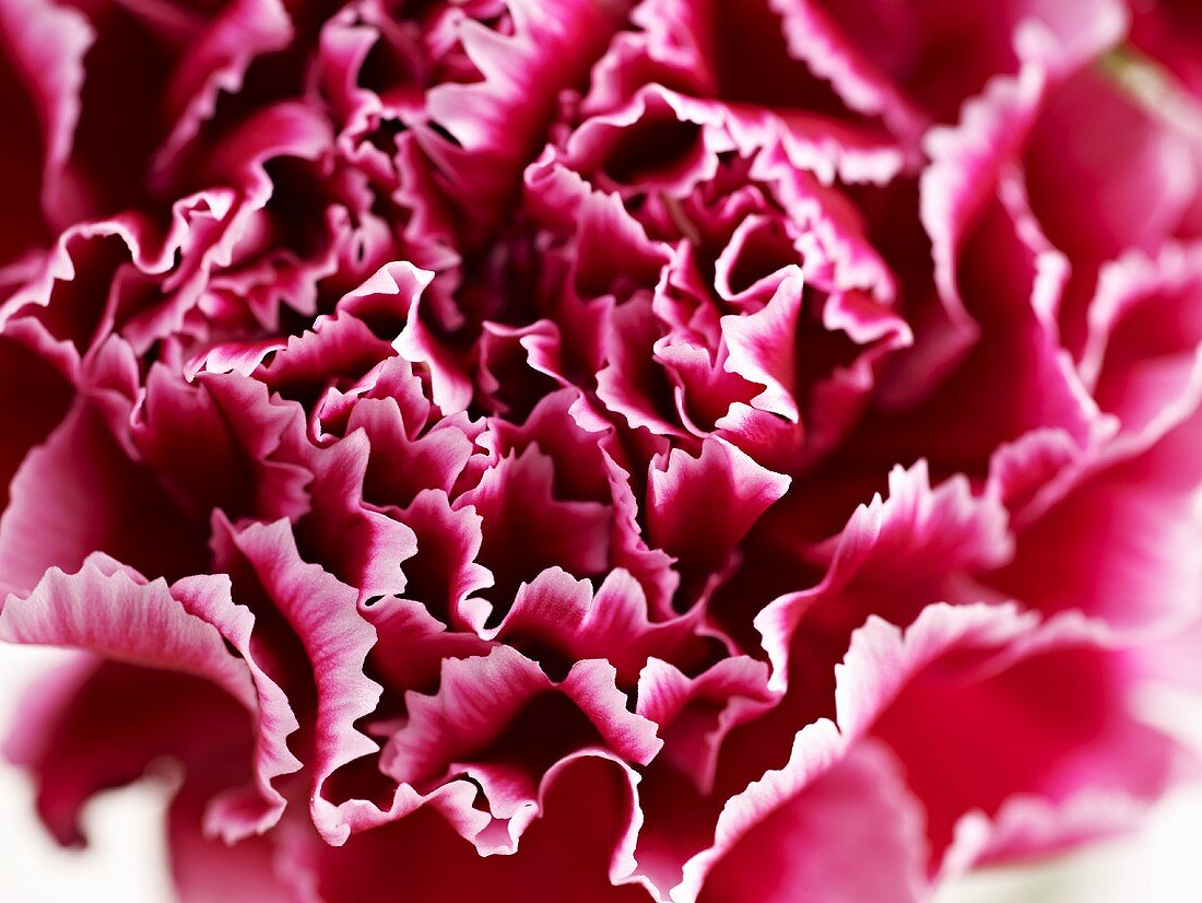 Red carnations (close up)