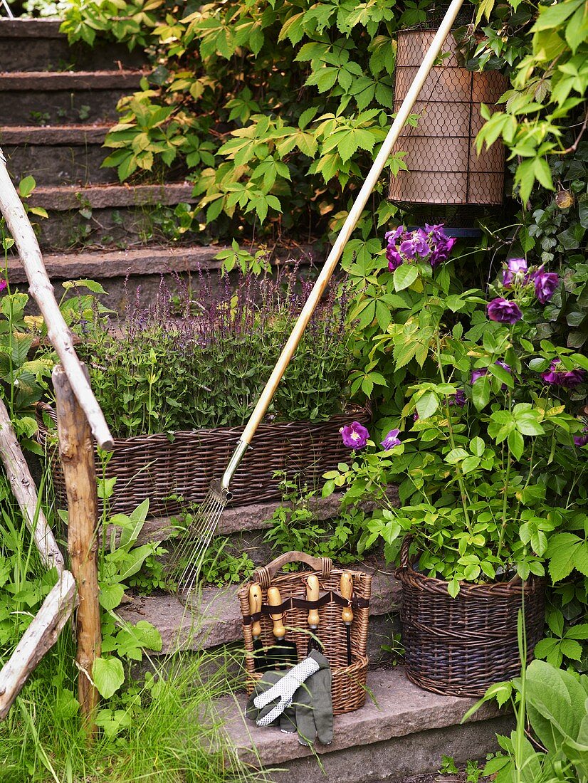 A flight of stone steps with flowers in wicker baskets and garden tools