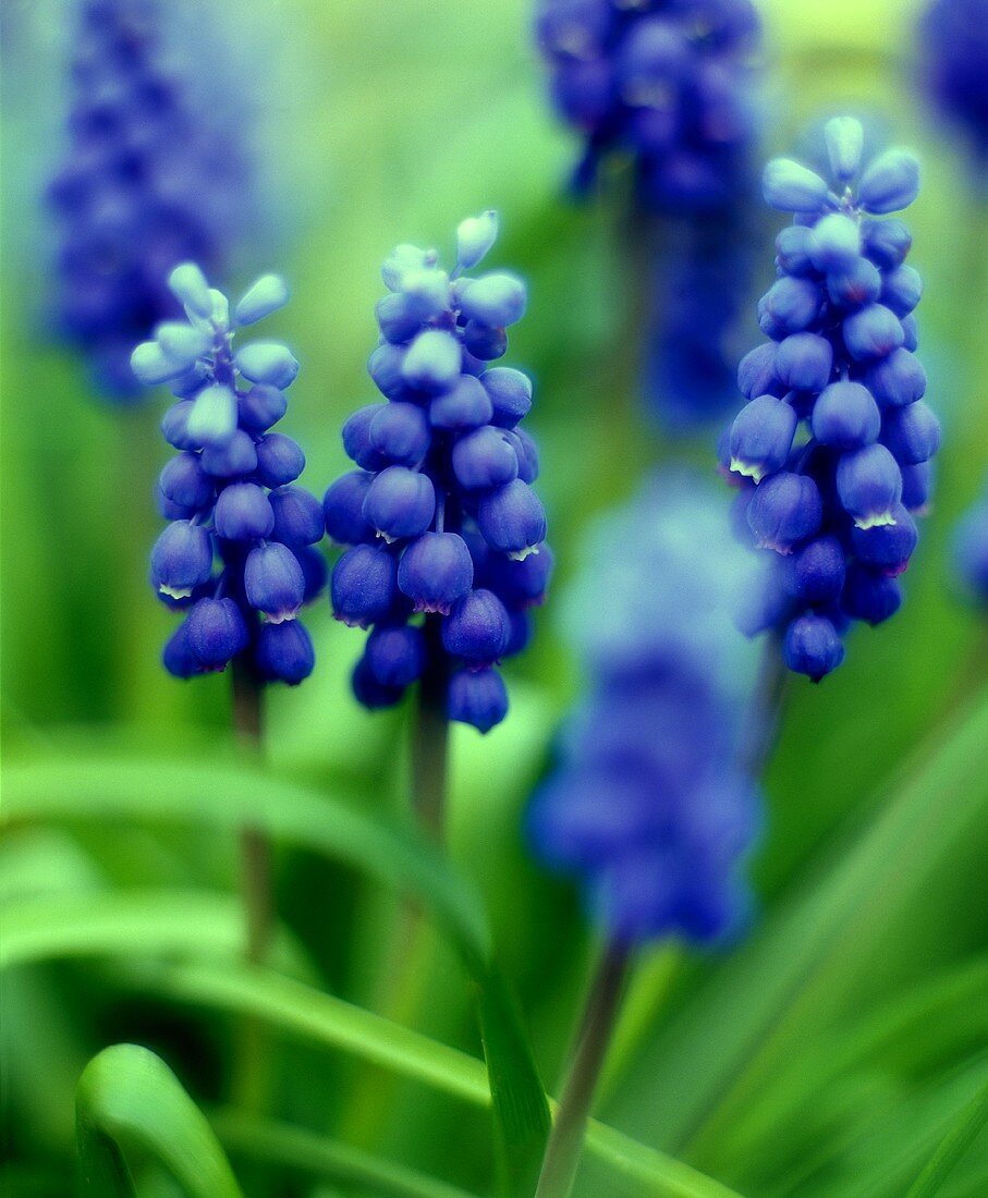 Blue grape hyacinth (close up)