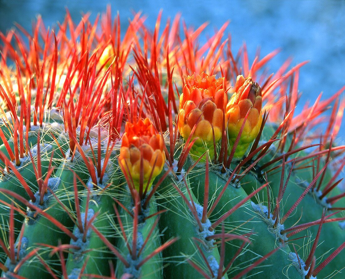 Cactus in bloom (close up)