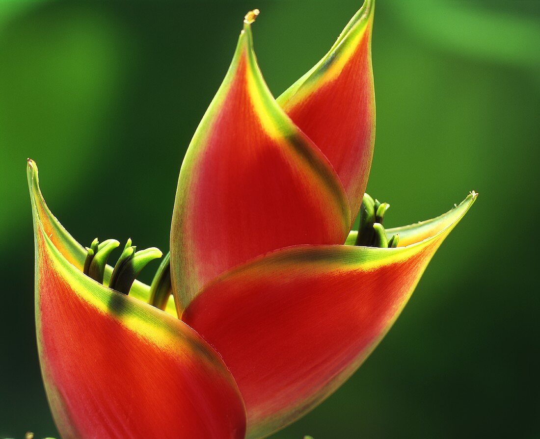 Heliconia (close up)