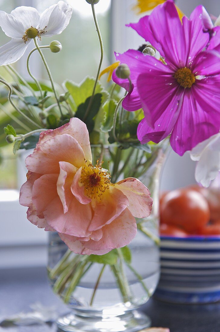 Japanese anemones and cosmos in glass vase