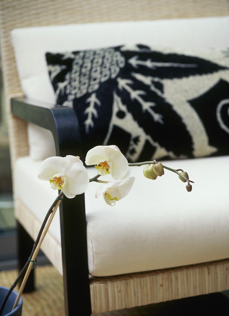 weiße Orchideenblüte und Sessel mit Kissen