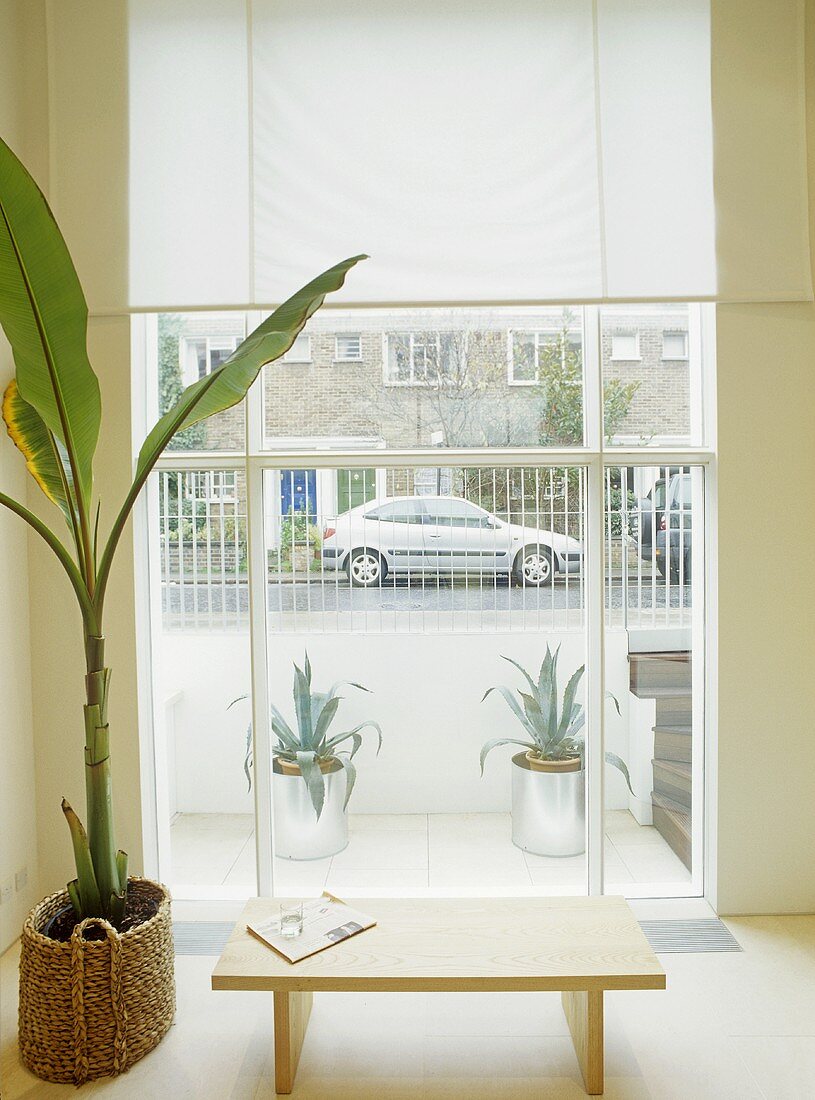 Palme im Topf und Blumenbank vor Fenster mit Blick auf Straße