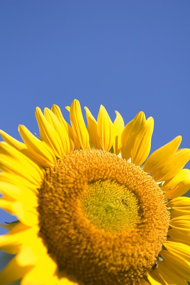 Eine Sonnenblume (Nahaufnahme)