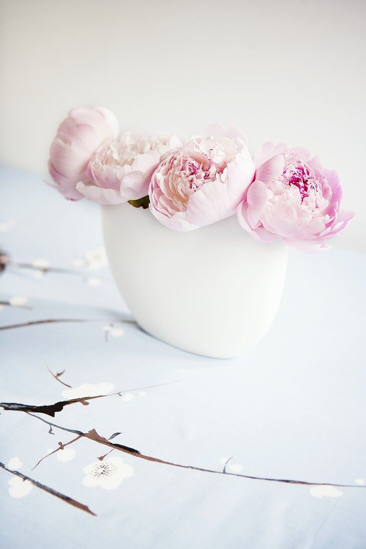 Pink Peonies in a White Vase