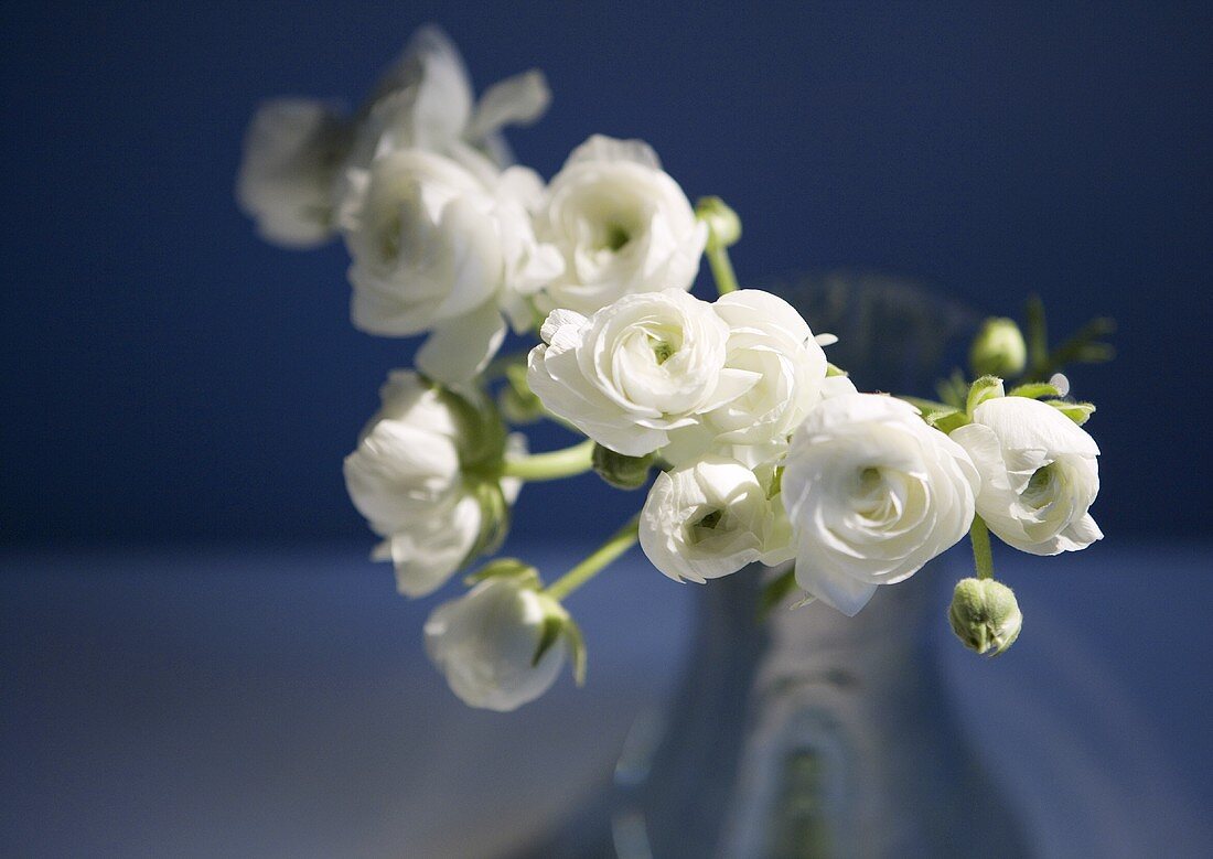 White Ranunculus Flowers