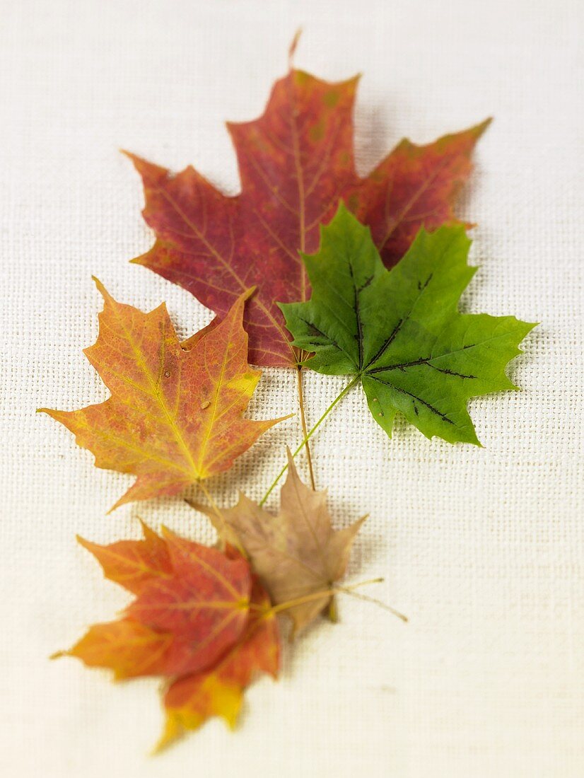 Various Autumn Leaves