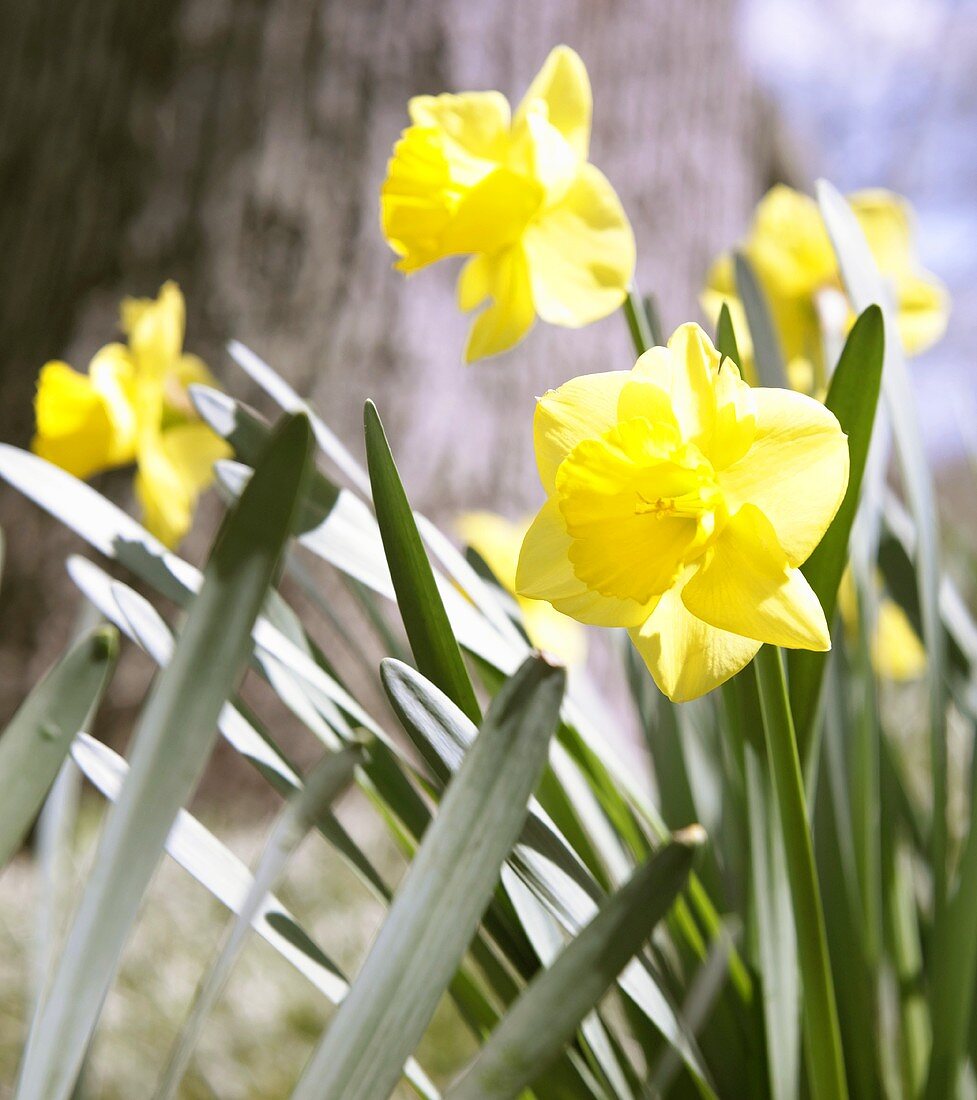 Yellow Daffodils in a Garden