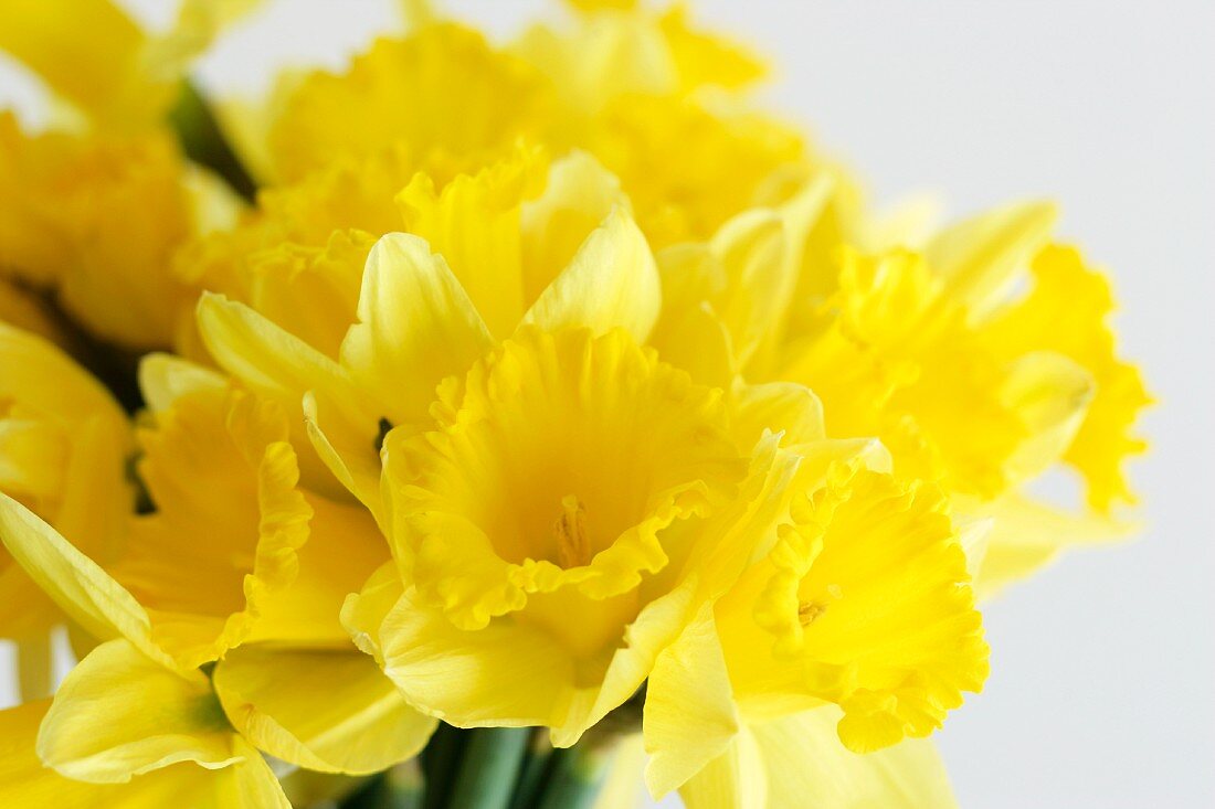 Bunch of Yellow Daffodils; Close Up