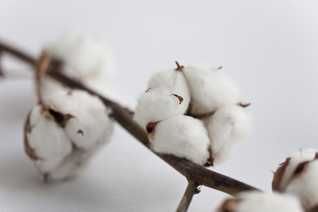 A sprig of cotton
