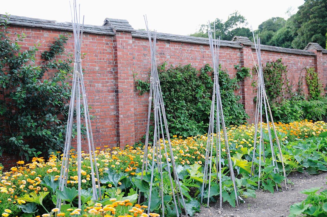 A vegetable garden in front of a brick wall