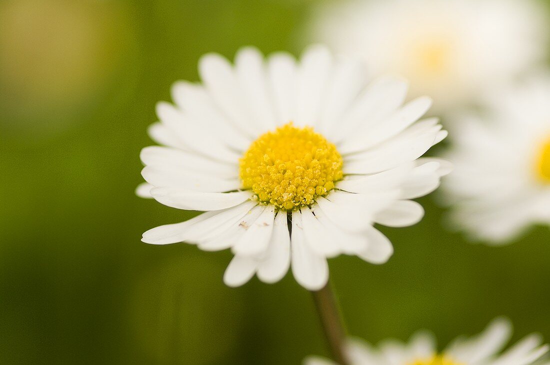 A daisy (close-up)