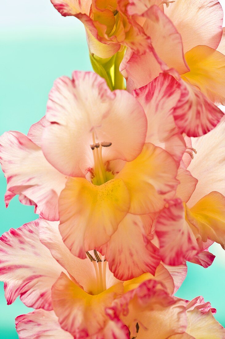Pink and yellow gladioli (close-up)