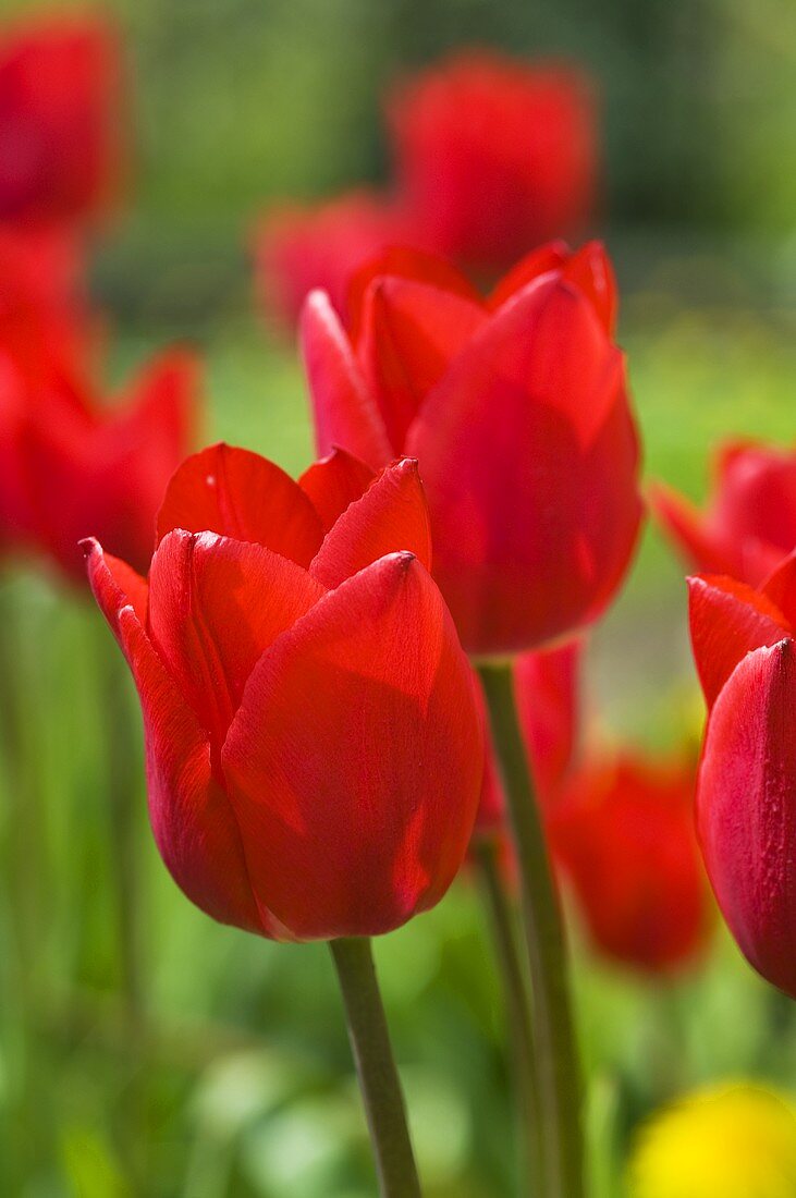 Rote Tulpen