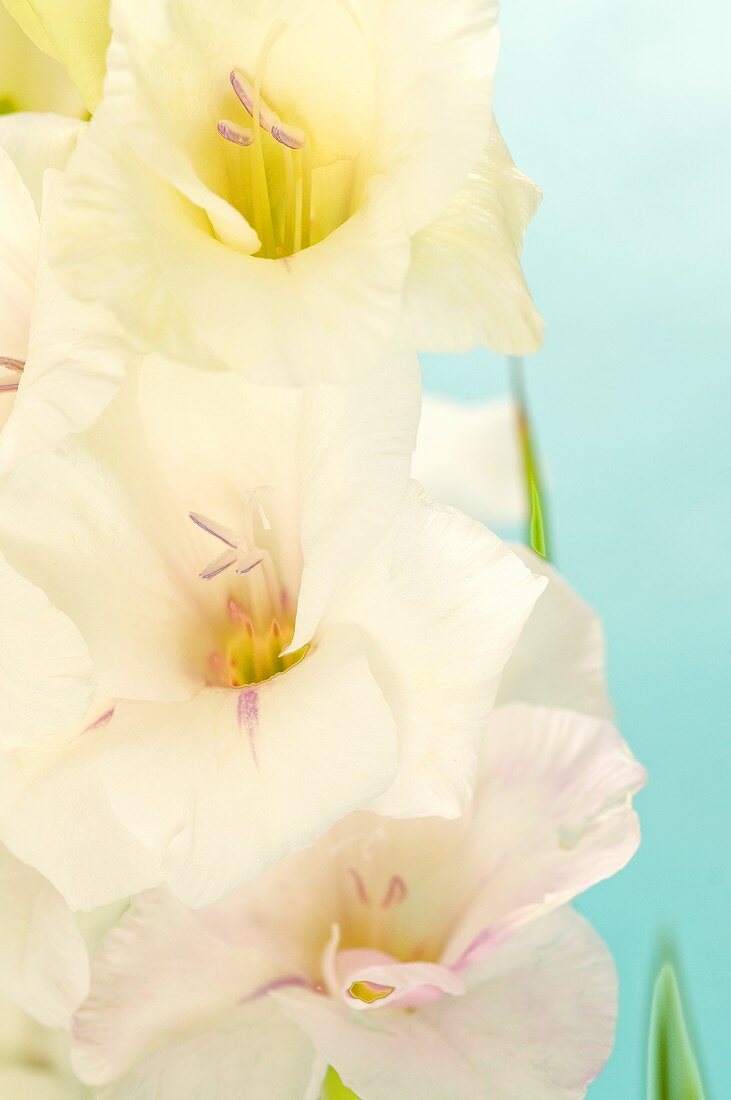 White gladiola flowers (close up)