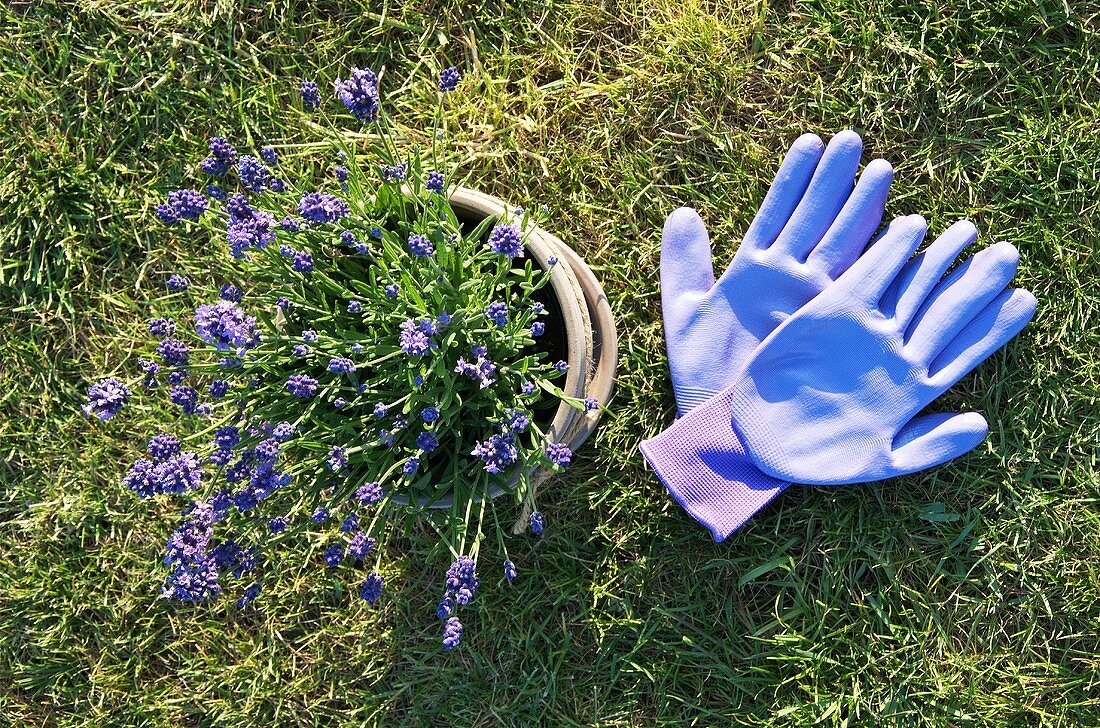 Lavender in a plant pot and gardening gloves on the lawn