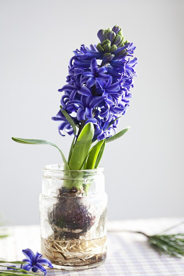 A blue hyacinth in a glass of water
