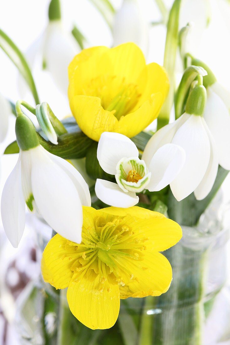 Snowdrops and winter aconite in a vase
