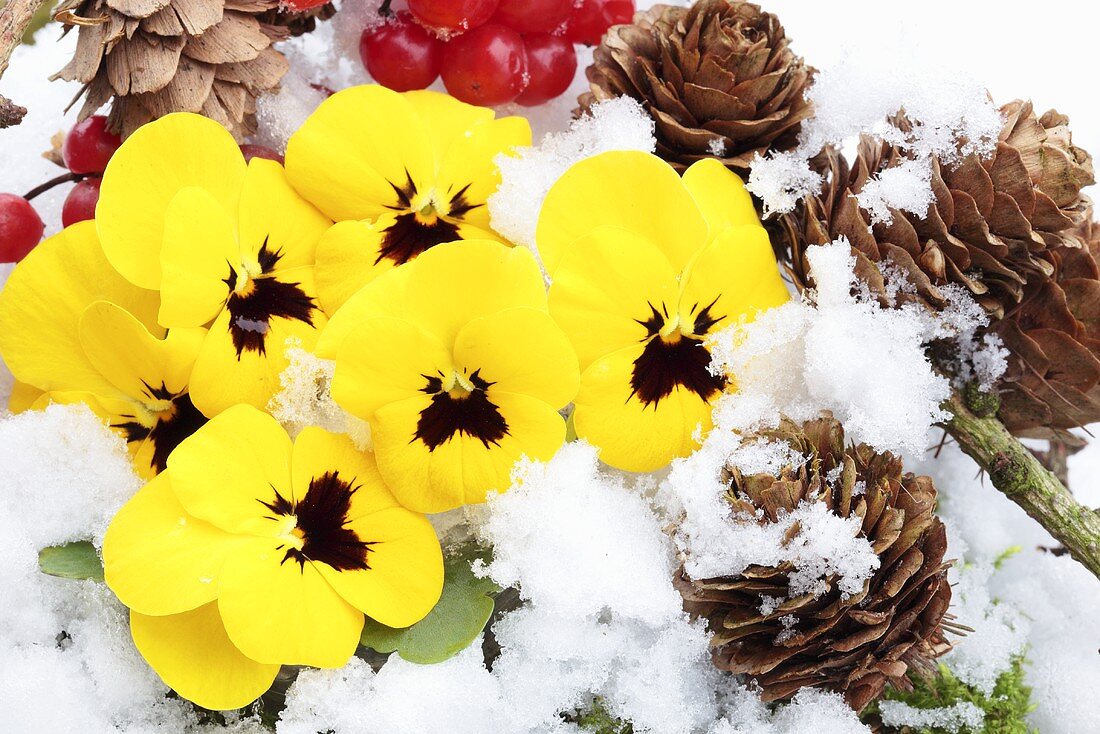 Pansies and pine cones in the snow