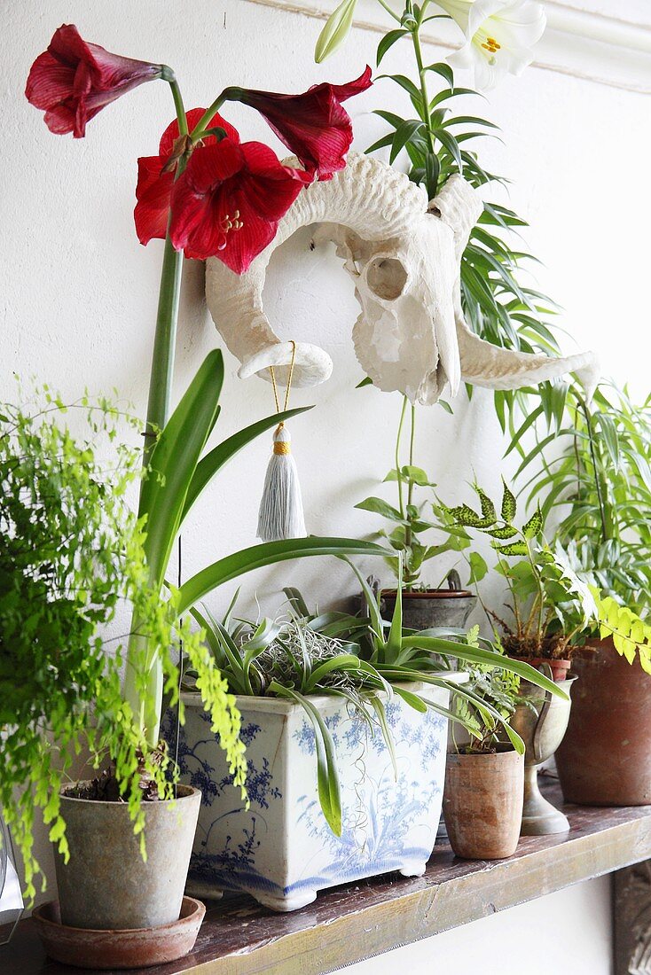 Assorted potted house plants on a shelf