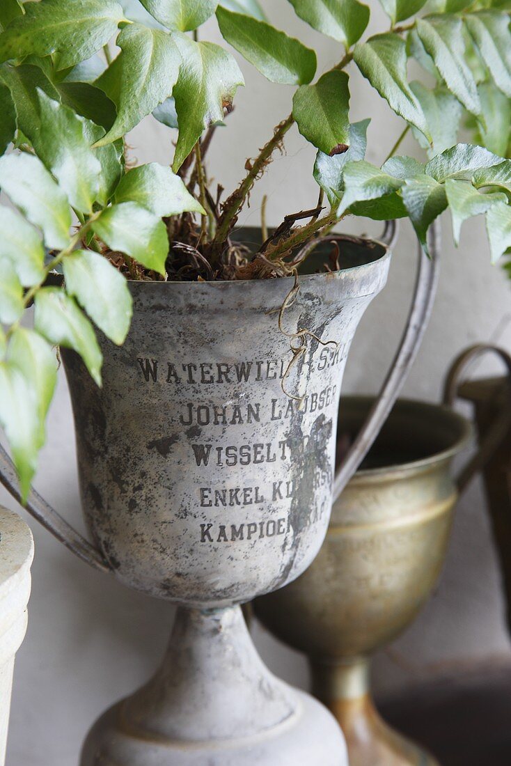 A trophy being used as a plant pot