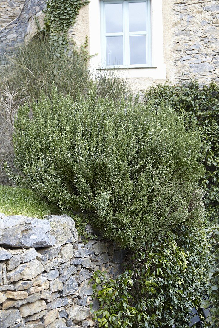 Rosemary on a stone wall in a garden