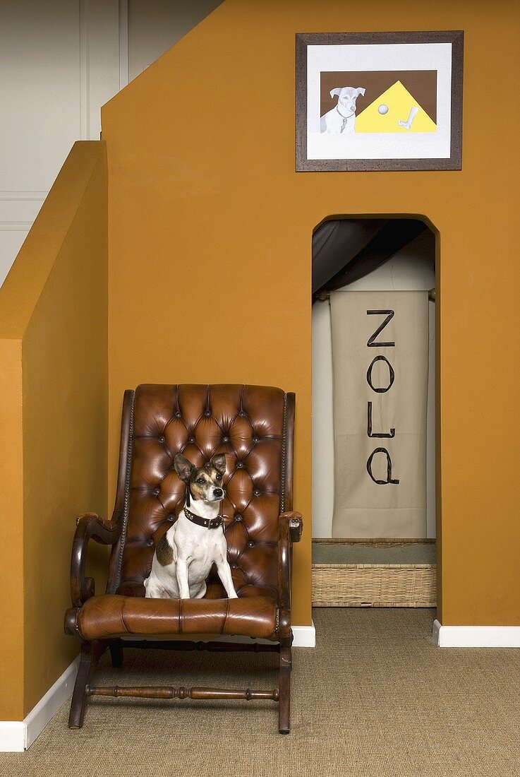 Hund auf antikem Ledersessel vor ockergelben Wänden im Treppenraum