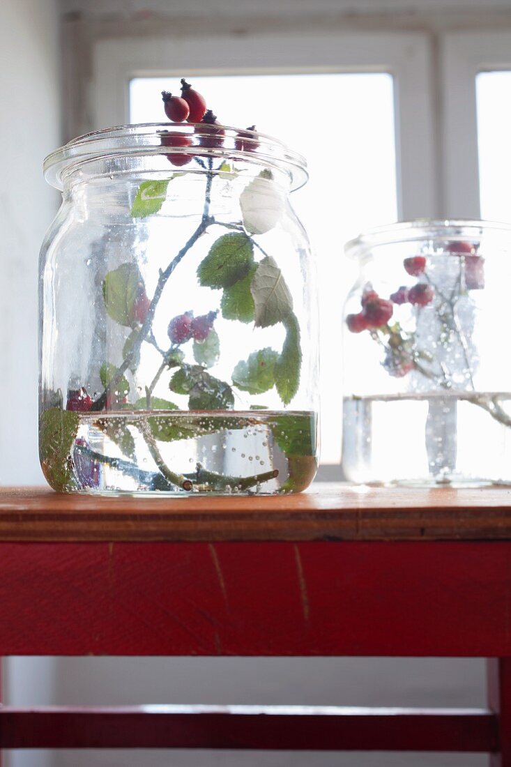 A sprig of rosehips in a glass container filled with water