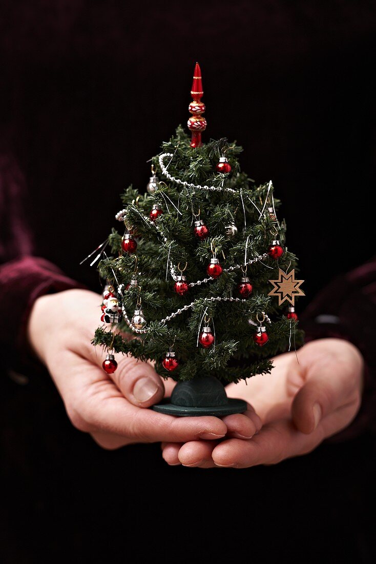 Hands holding a mini Christmas tree