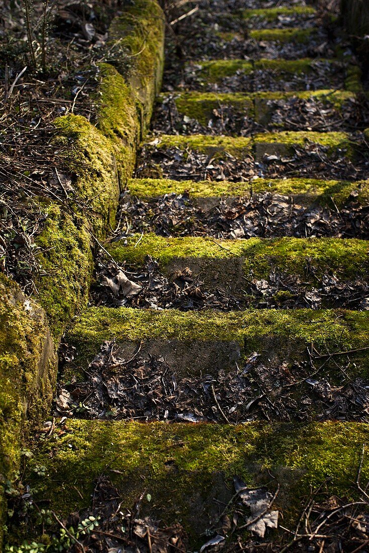Old moss covered stone steps with autumn leaves