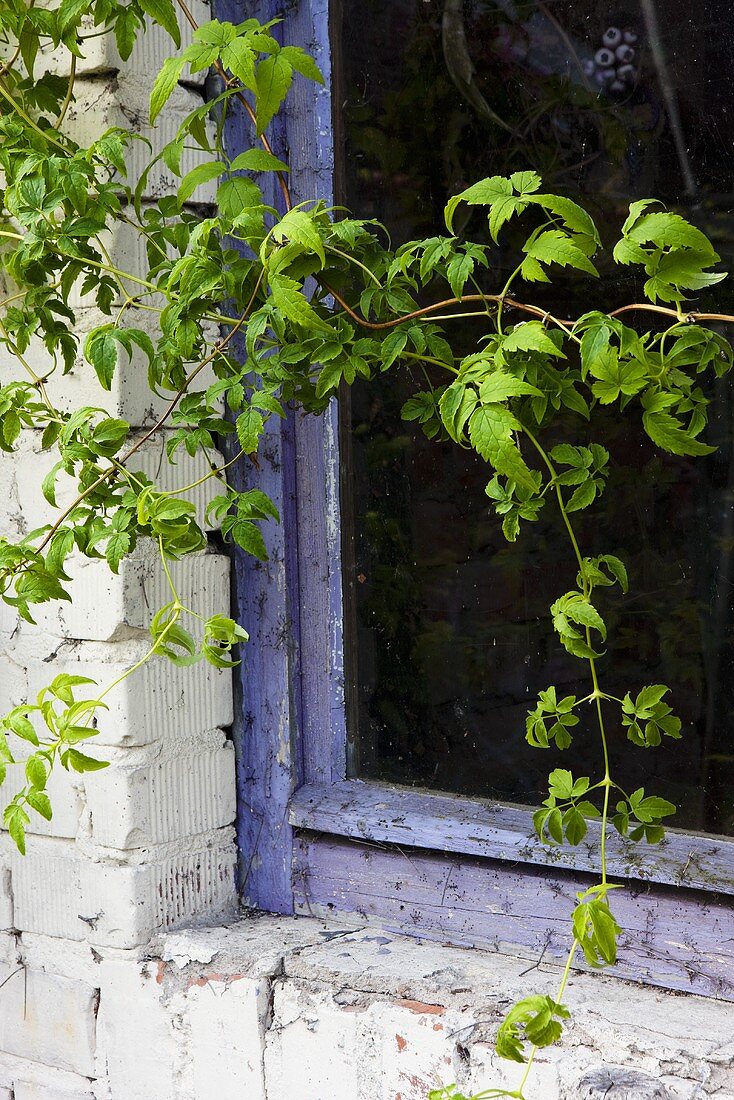 Old window with a wild vine