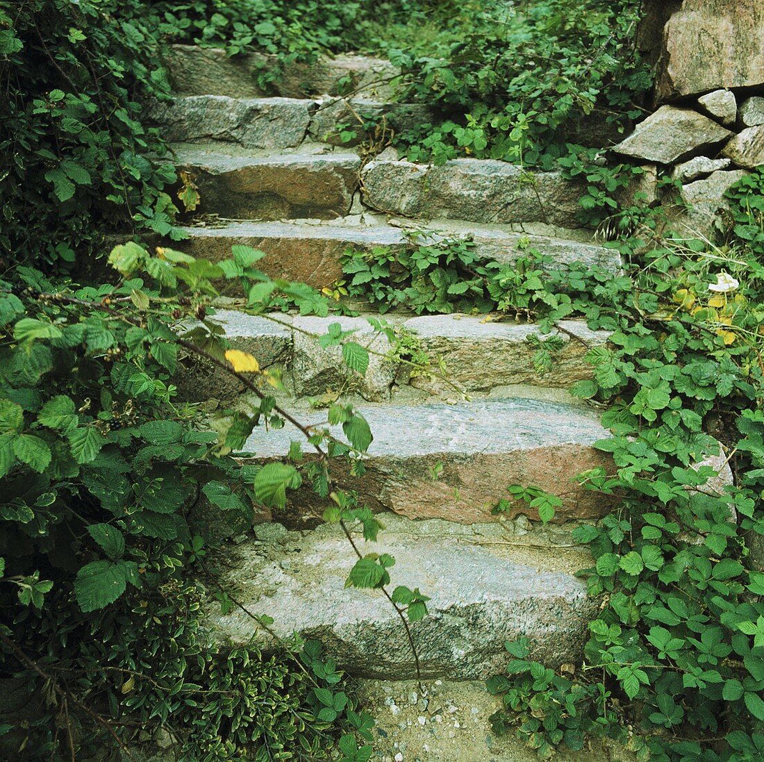 Steintreppe mit Kletterpflanzen bewachsen