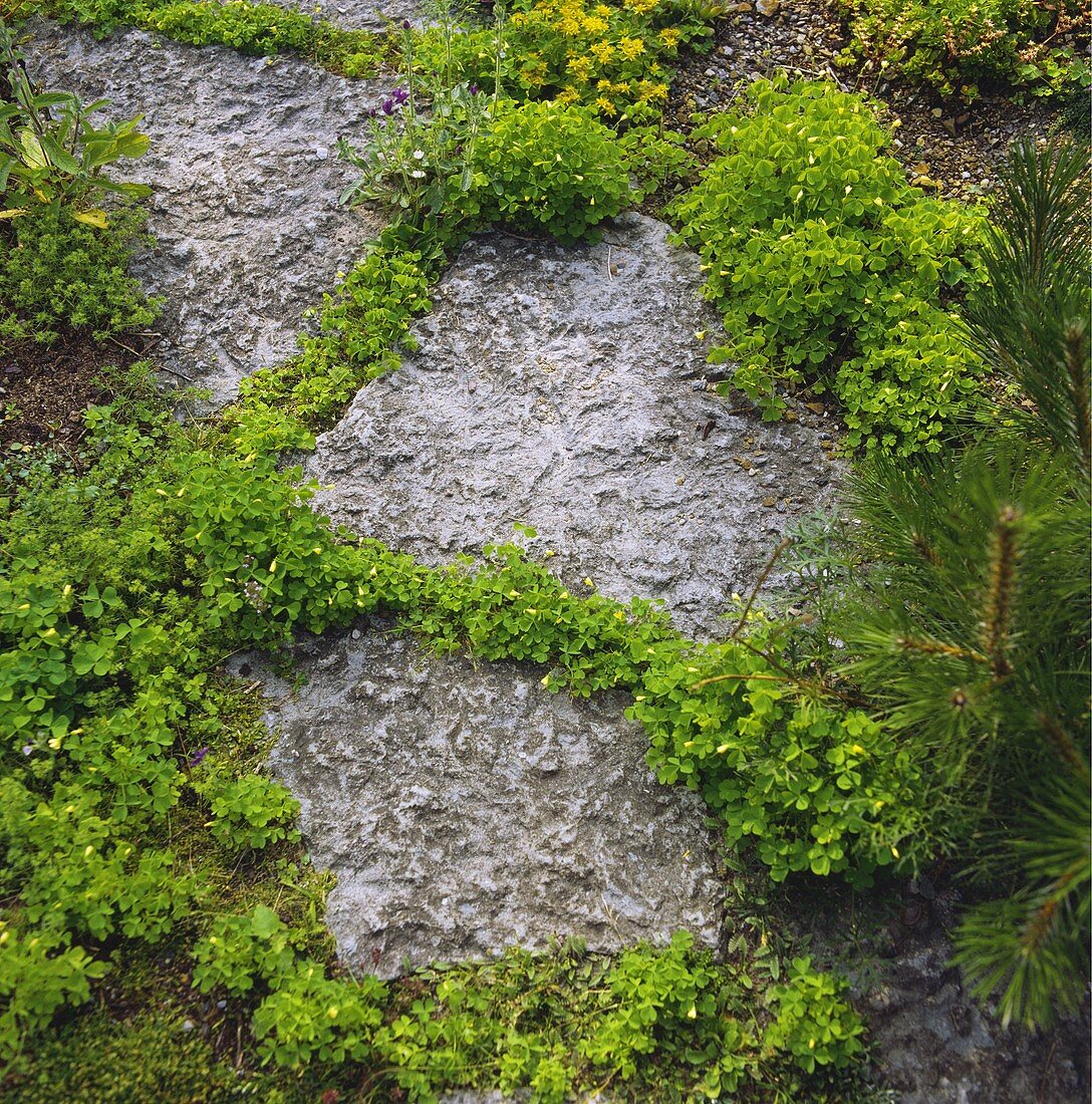 Grobe Steinpflaster im Garten (Nahaufnahme)
