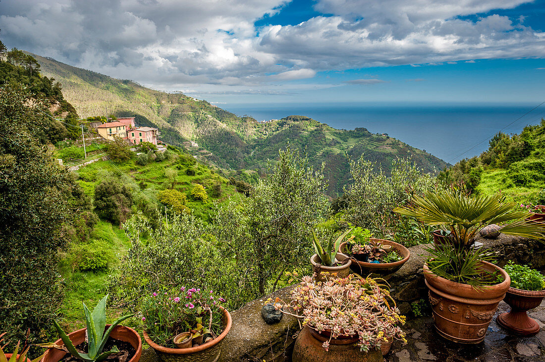 Terrace in the vineyards above Vernazza, Cinque Terre, Italy