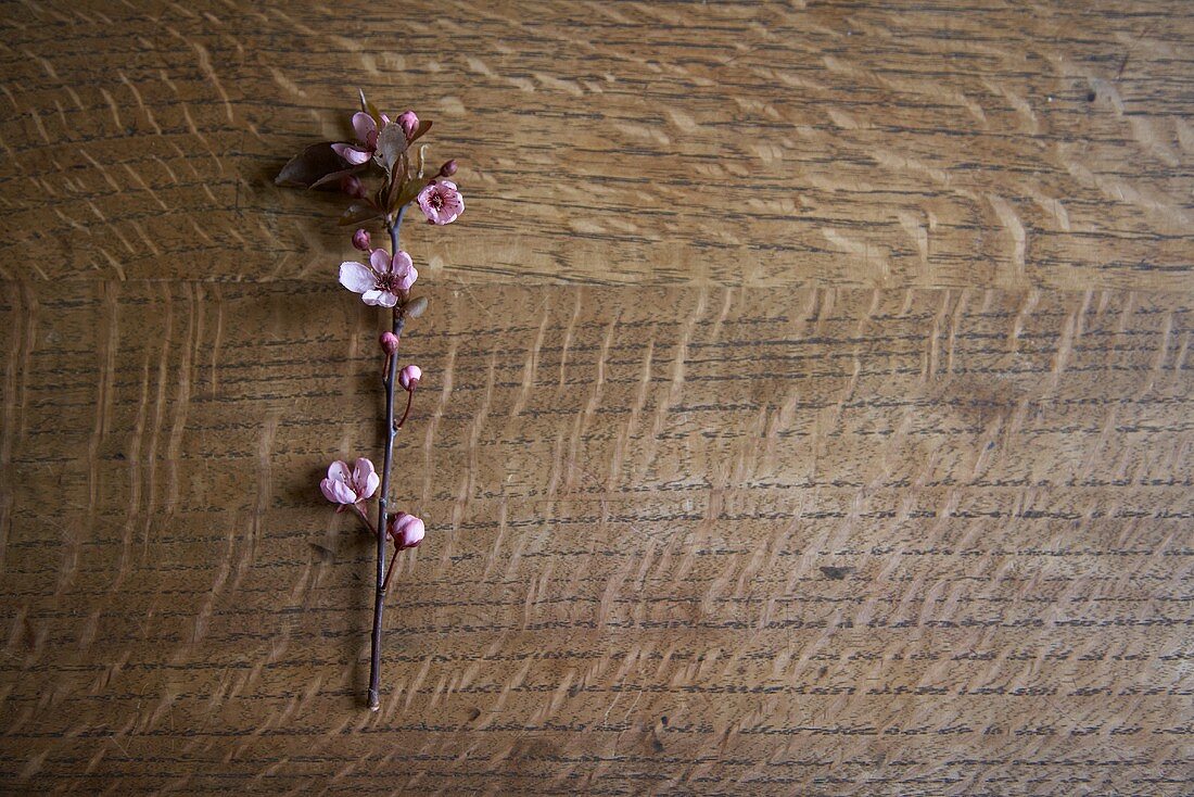 A flower on a wooden surface