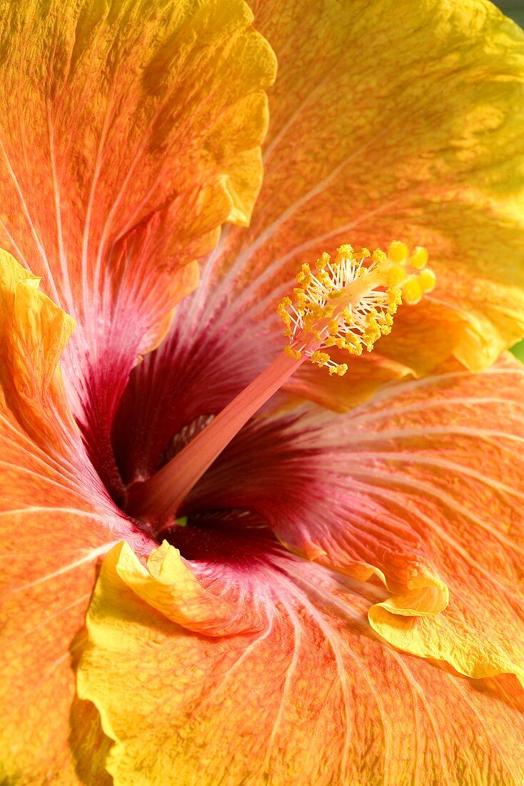 Orange Hibiskusblume