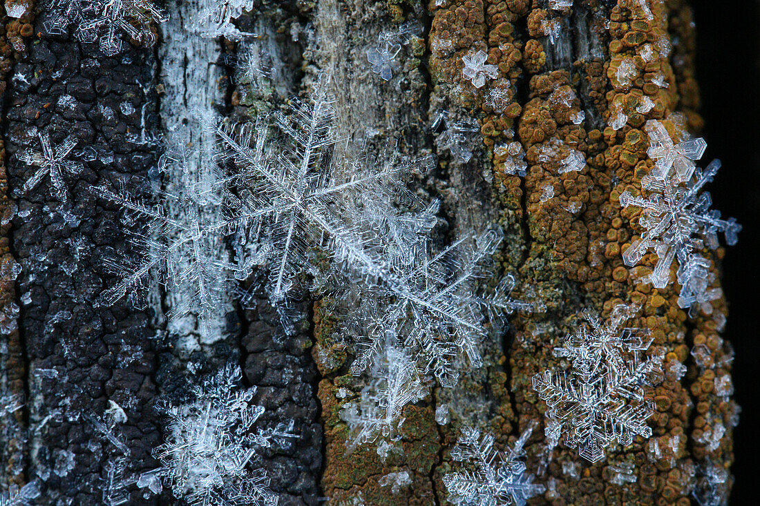  Snowflakes 