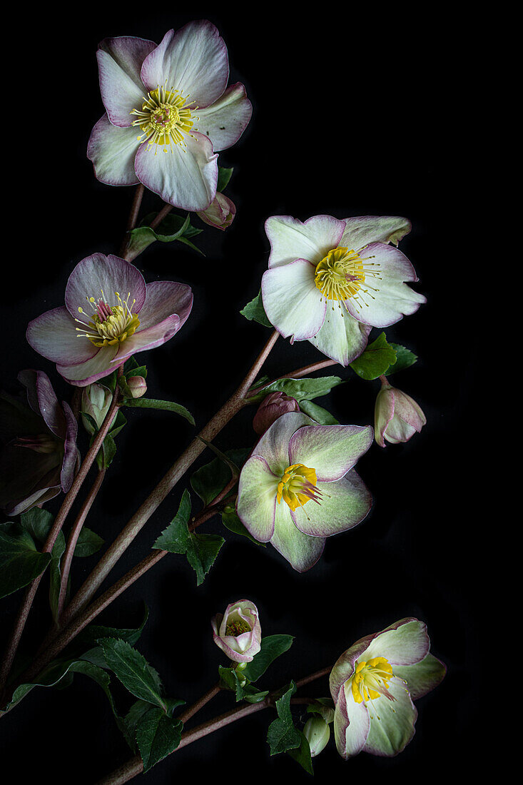 Blüten der Lenzrosen (Helleborus) arrangiert auf dunklem Untergrund