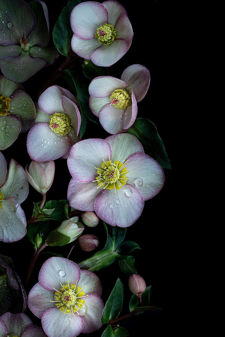 Blüten der Lenzrosen (Helleborus) arrangiert auf dunklem Untergrund